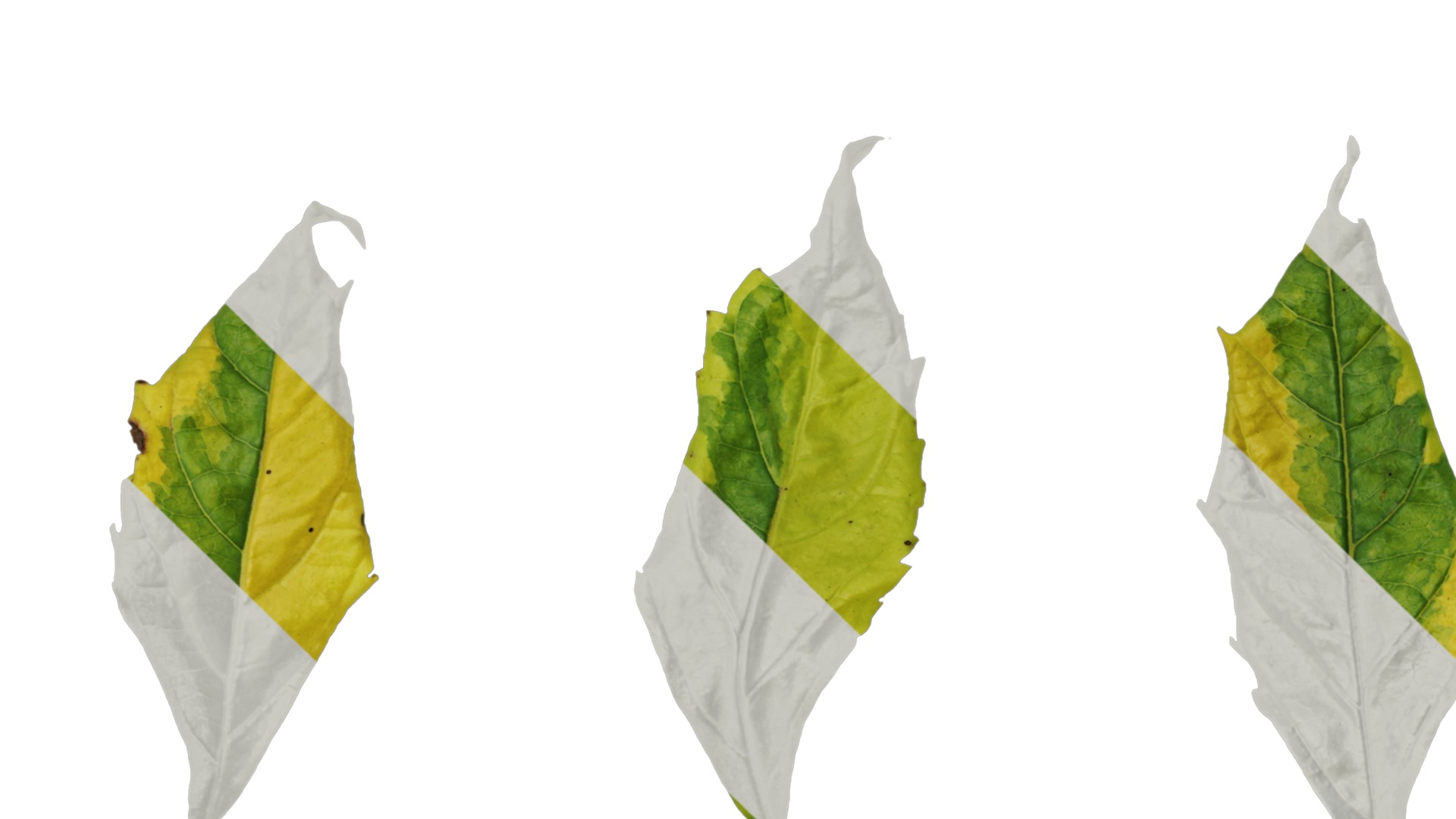 Anydrafts Duranta repens Leaf 01 Texture_3