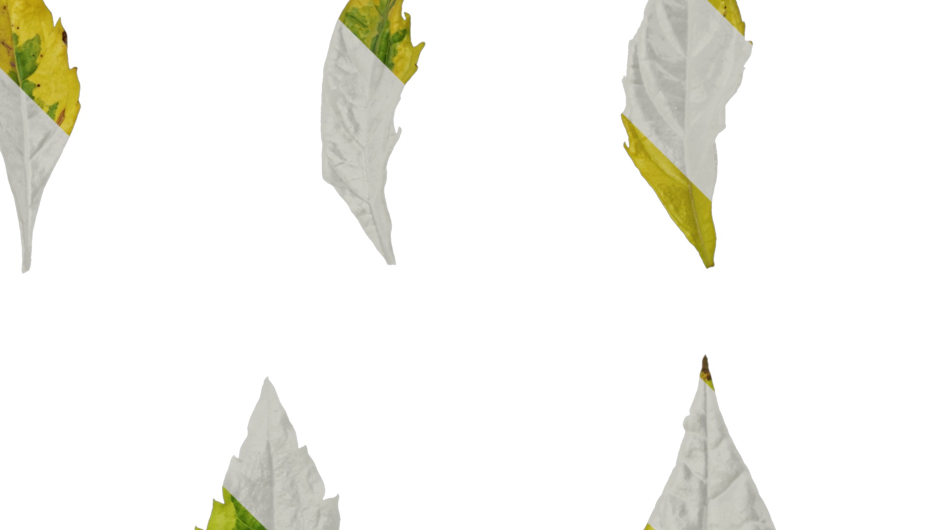 Anydrafts Duranta repens Leaf 01 Texture_2