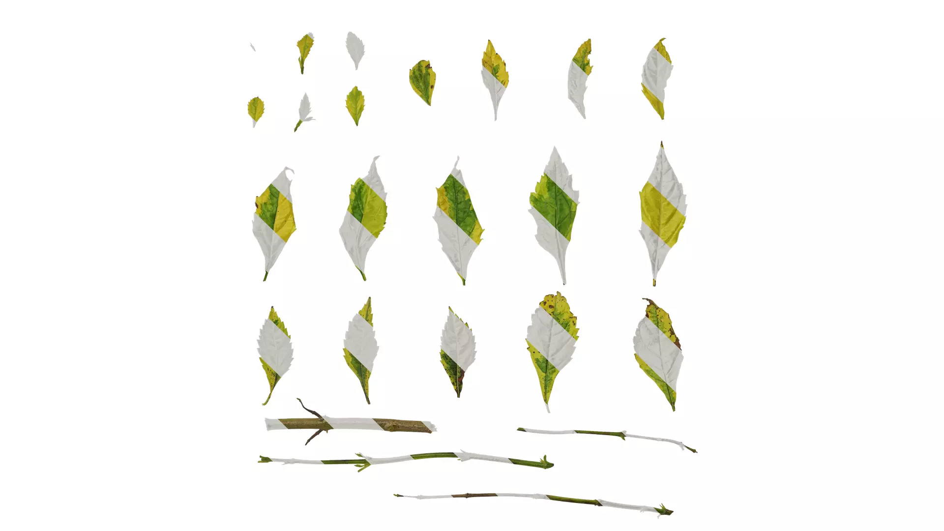 Anydrafts Duranta repens Leaf 01 Texture_0