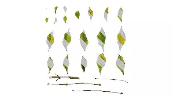 Anydrafts Duranta repens Leaf 01 Texture