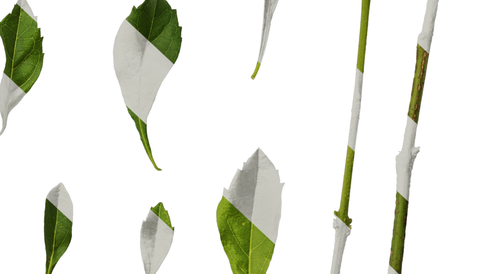 Anydrafts Duranta repens Leaf 03 Texture_6