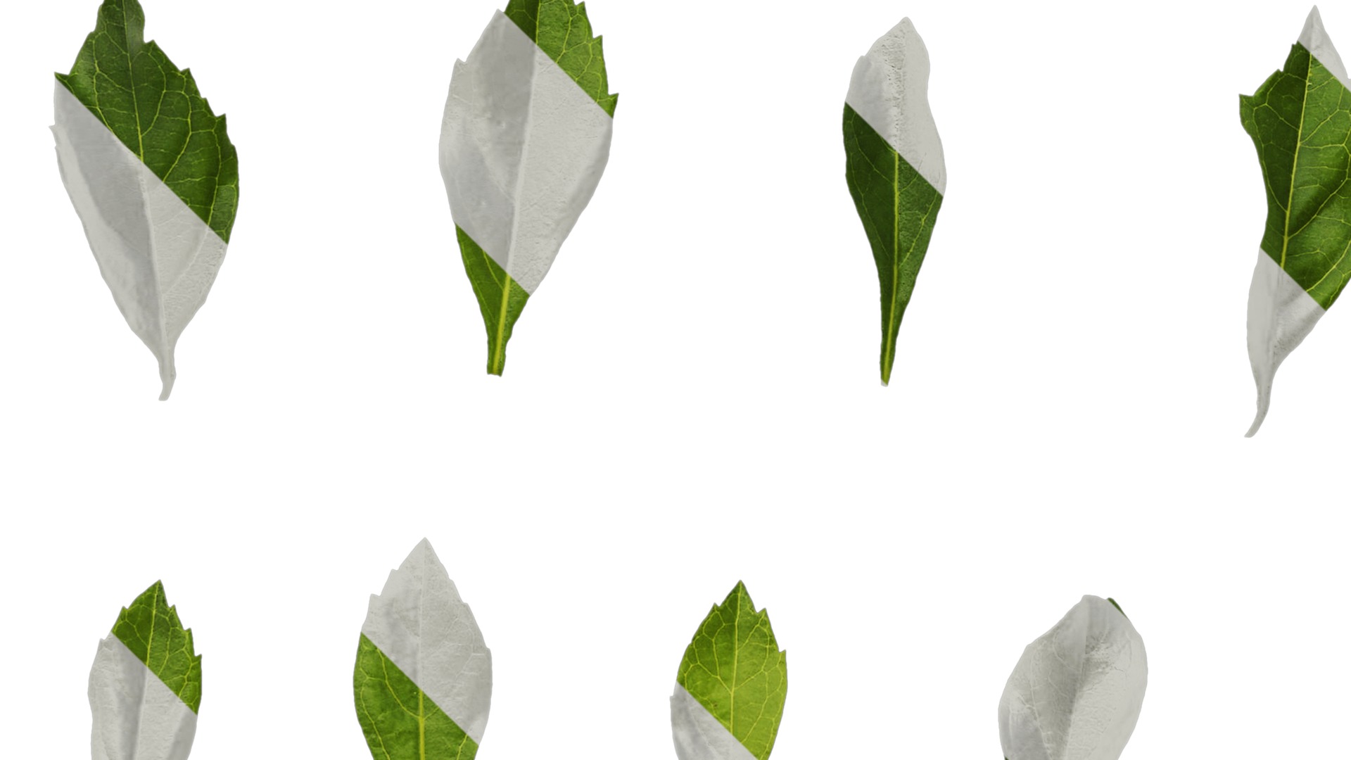 Anydrafts Duranta repens Leaf 03 Texture_5