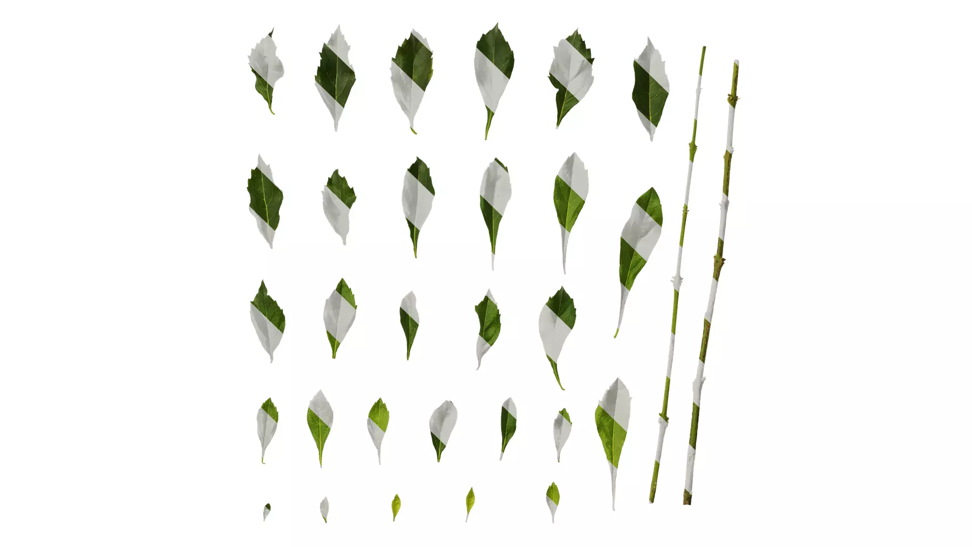 Anydrafts Duranta repens Leaf 03 Texture_0