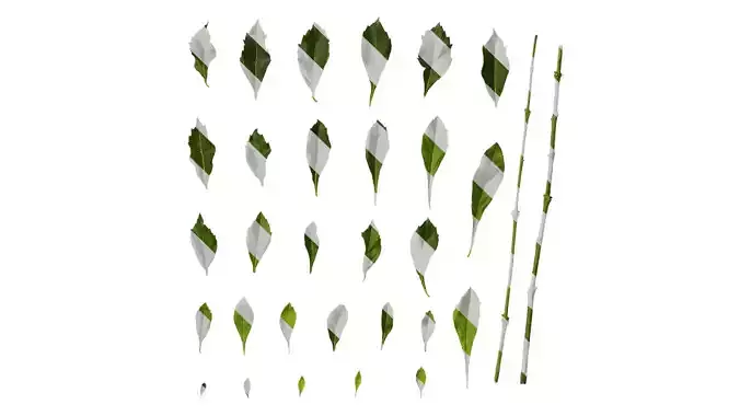 Anydrafts Duranta repens Leaf 03 Texture Anydrafts Duranta repens Leaf 03 Texture