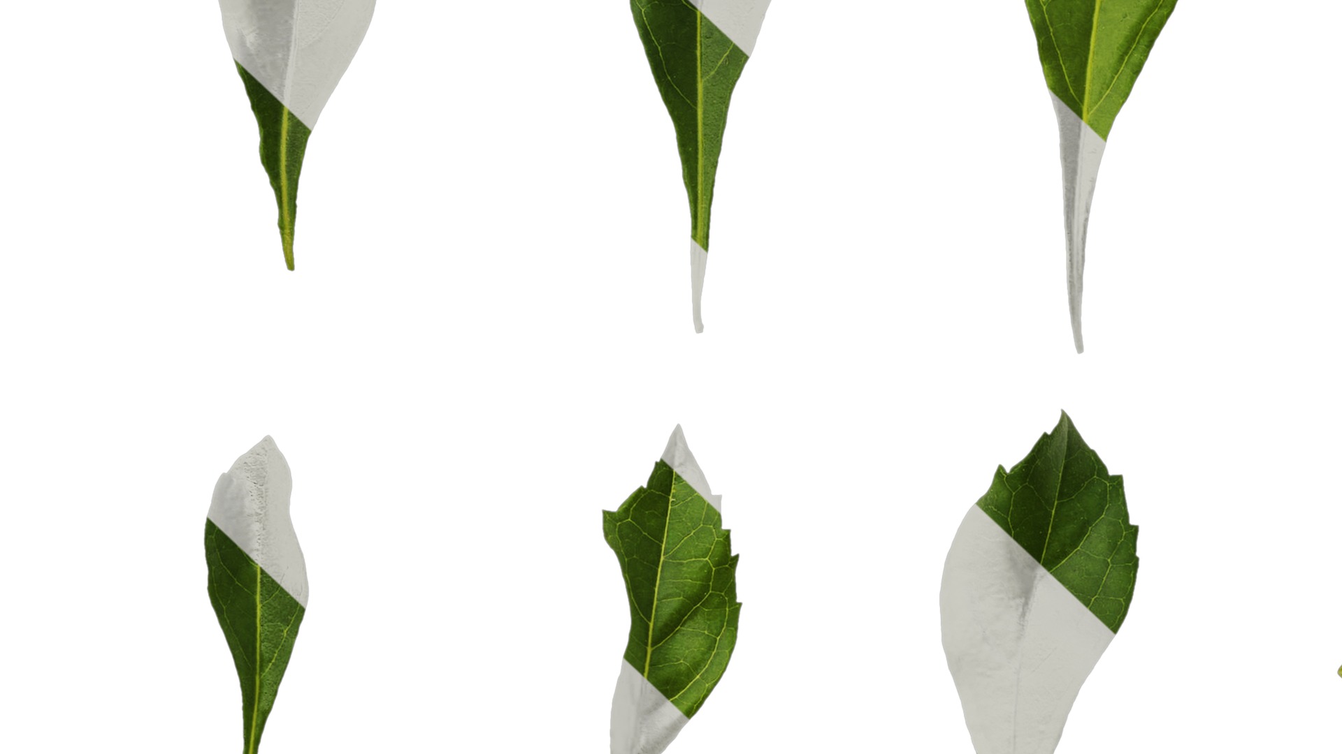 Anydrafts Duranta repens Leaf 03 Texture_7