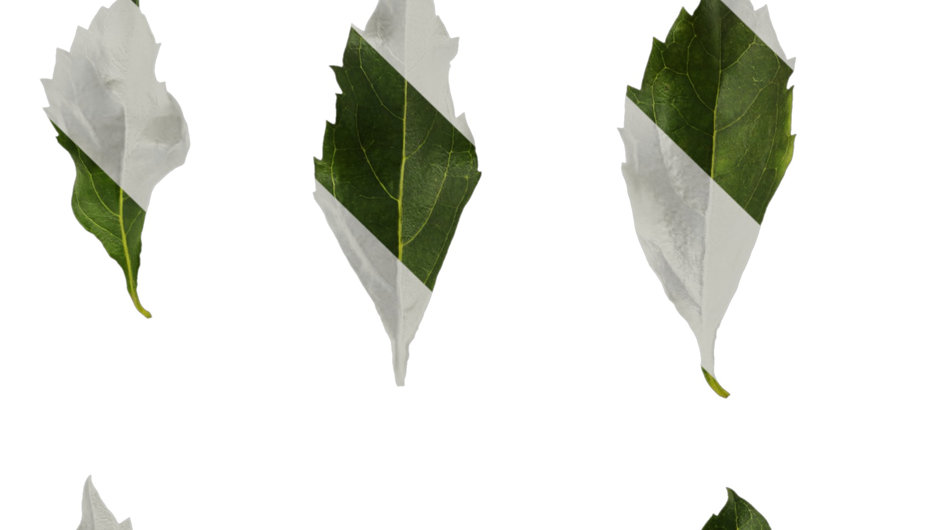 Anydrafts Duranta repens Leaf 03 Texture_1