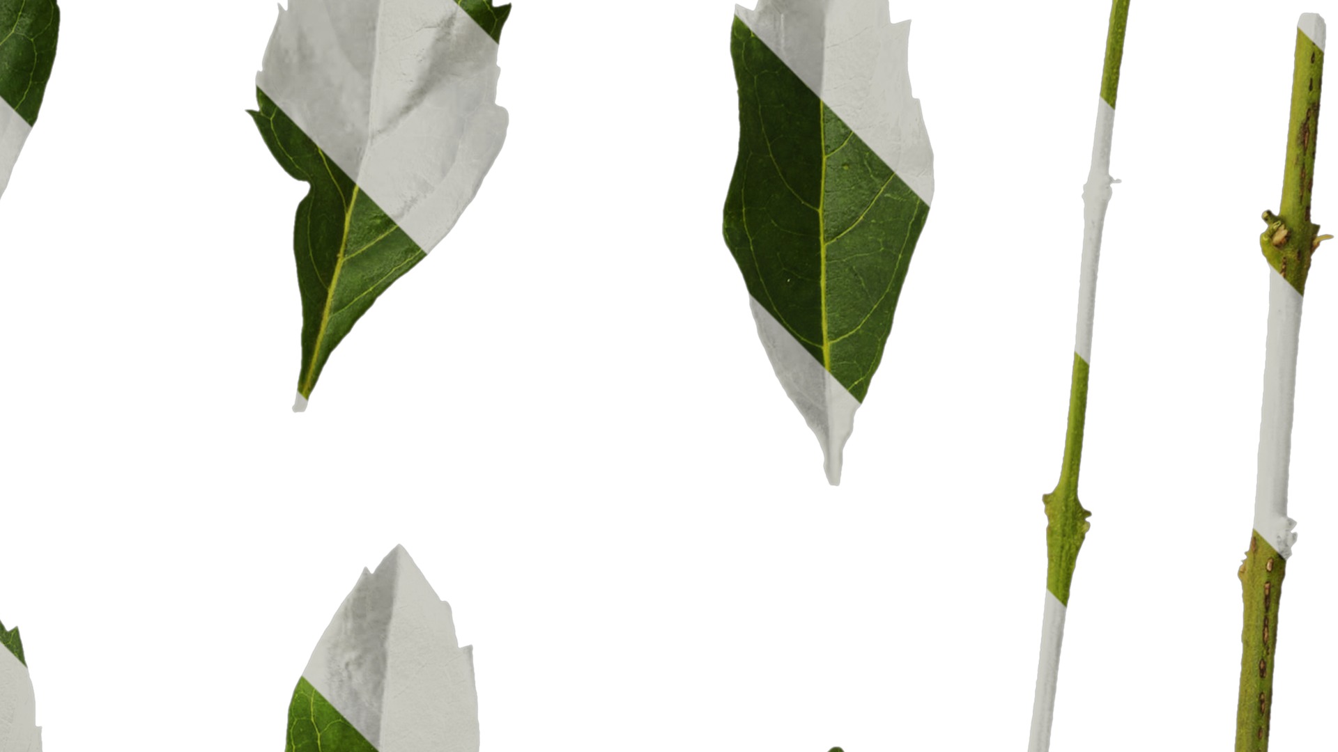 Anydrafts Duranta repens Leaf 03 Texture_2