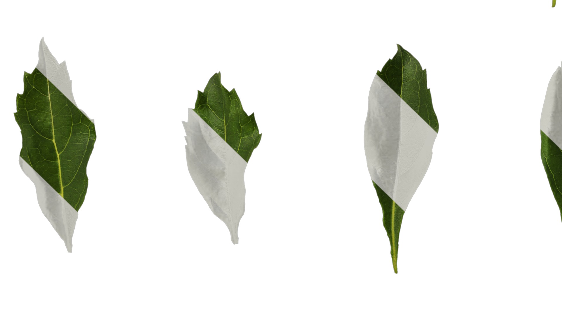 Anydrafts Duranta repens Leaf 03 Texture_3