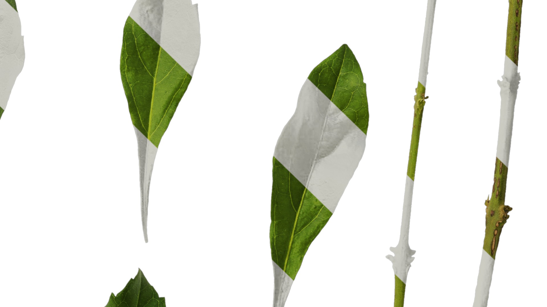 Anydrafts Duranta repens Leaf 03 Texture_4