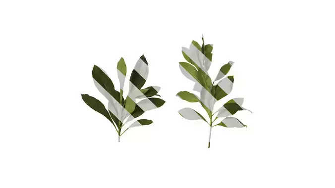 Anydrafts Edgeworthia chrysantha Atlas 02