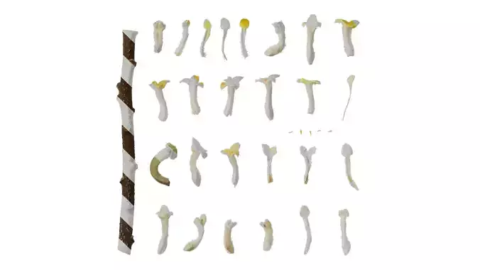 Anydrafts Edgeworthia chrysantha Flower 01