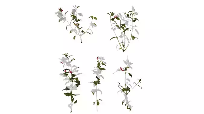 Anydrafts Fuchsia hybrida Atlas 05