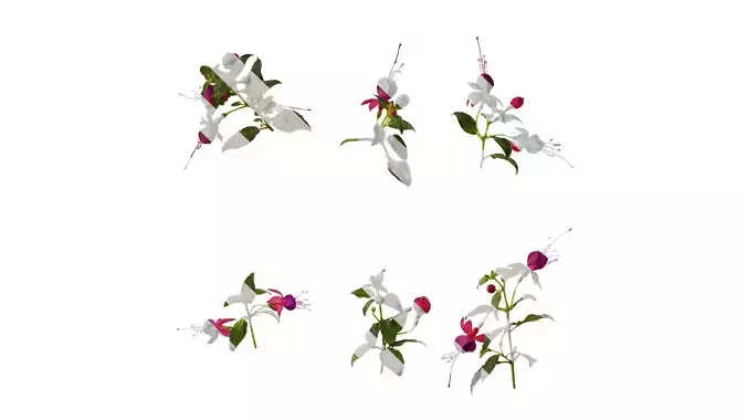 Anydrafts Fuchsia hybrida Atlas 07