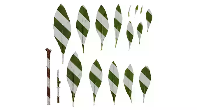 Anydrafts Edgeworthia chrysantha Leaf 02