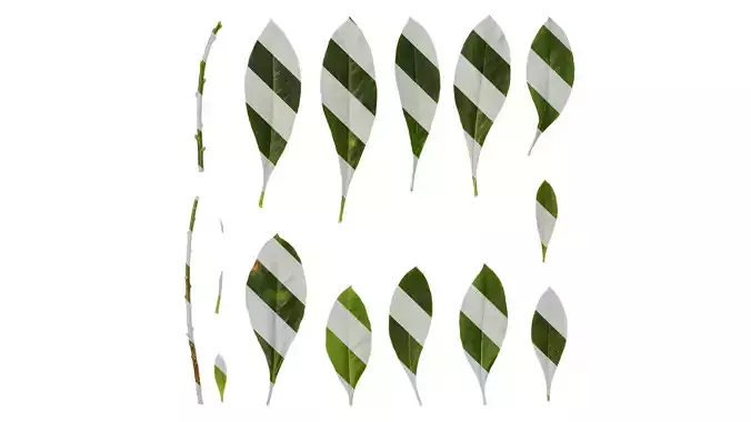 Anydrafts Edgeworthia chrysantha Leaf 03