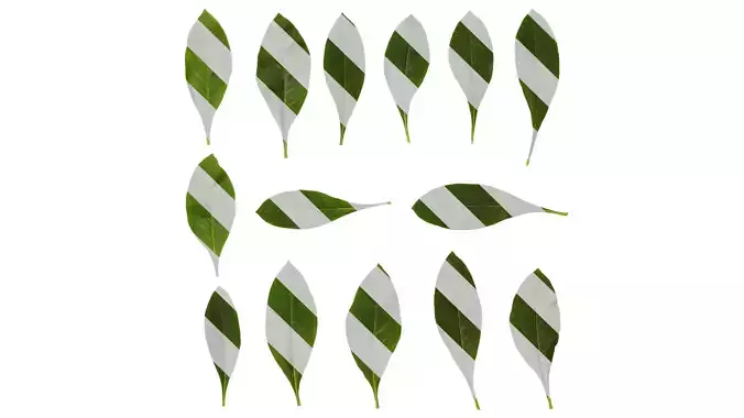 Anydrafts Edgeworthia chrysantha Leaf 04