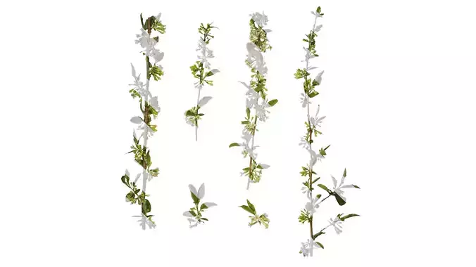 Anydrafts Elaeagnus umbellata Atlas 01