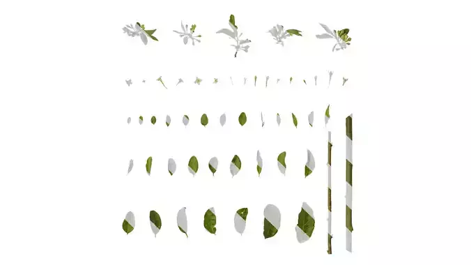 Anydrafts Elaeagnus umbellata Atlas 02