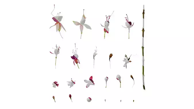 Anydrafts Fuchsia hybrida Flower 01