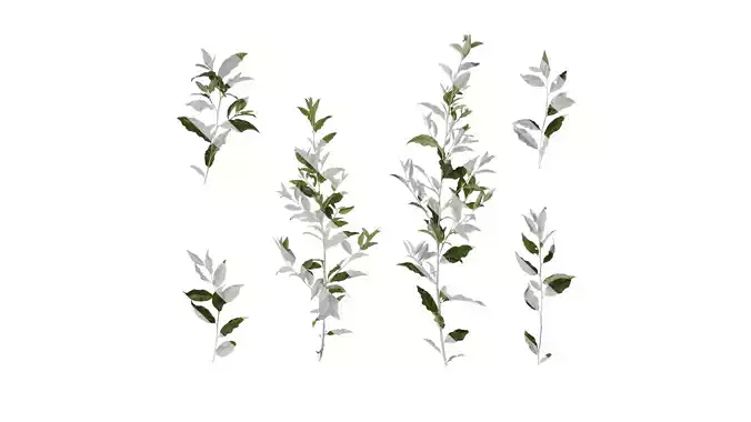 Anydrafts Elaeagnus umbellata Atlas 04