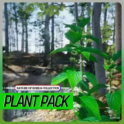 Korean Endemic Species Plant - 4 Ulleung deadnette Tree