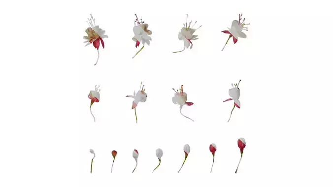 Anydrafts Fuchsia hybrida Flower 03