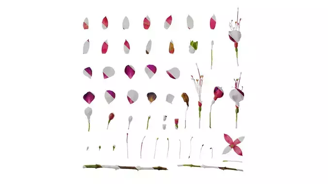 Anydrafts Fuchsia hybrida Flower 04