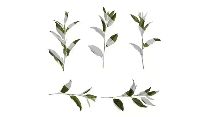 Anydrafts Elaeagnus umbellata Atlas 06
