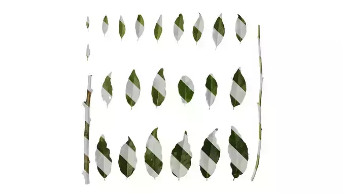 Anydrafts Elaeagnus umbellata Leaf 01 F