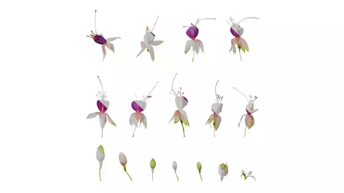 Anydrafts Fuchsia hybrida Flower 06