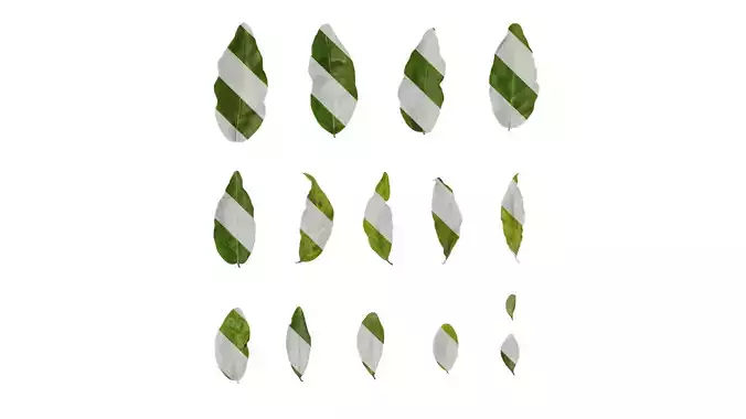 Anydrafts Elaeagnus umbellata Leaf 04 F