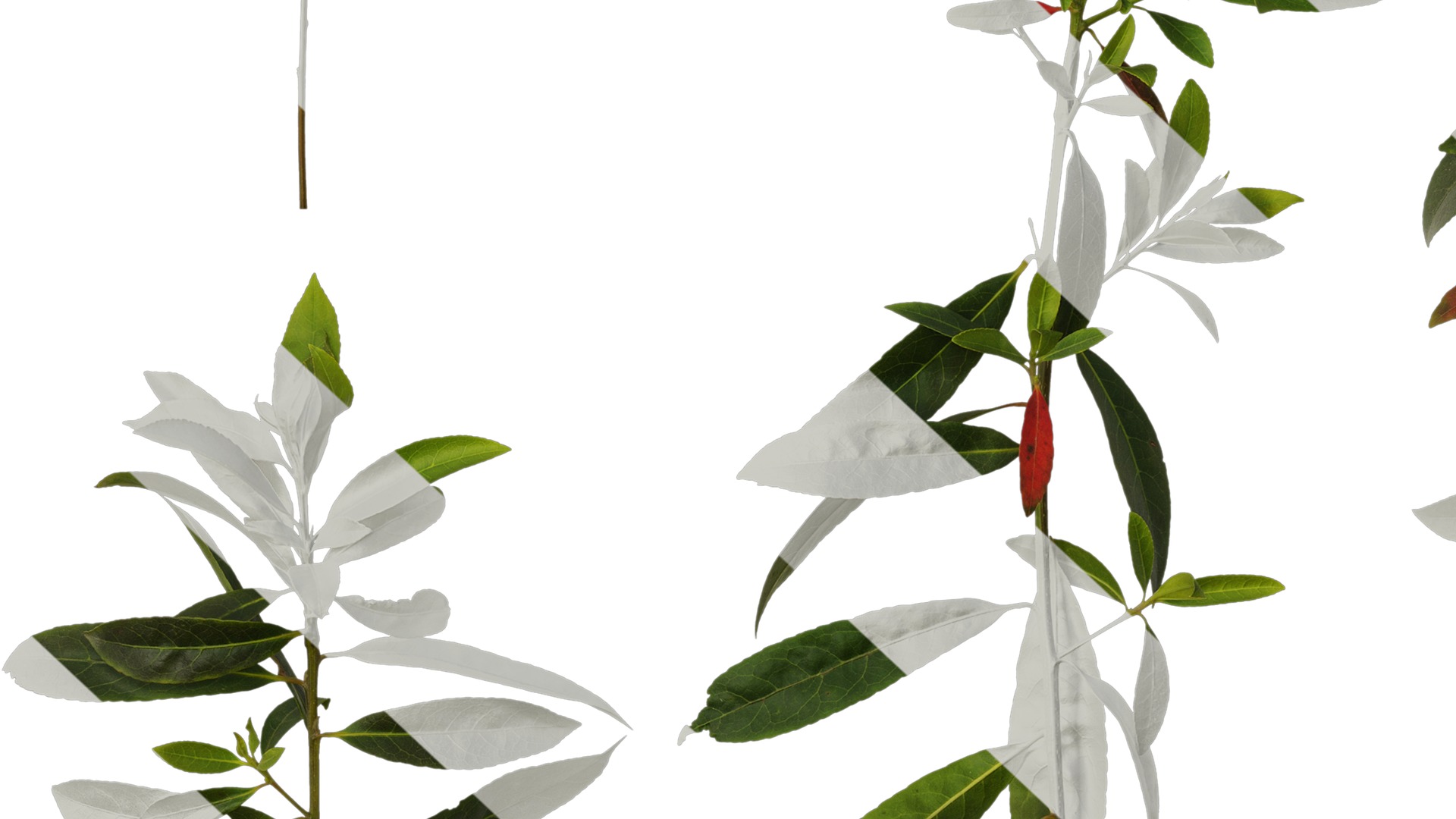 Anydrafts Elaeocarpus sylvestris Atlas 04 Texture_7