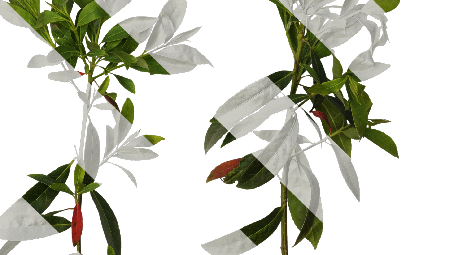 Anydrafts Elaeocarpus sylvestris Atlas 04 Texture_4