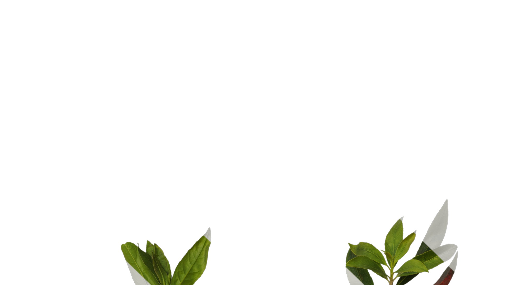 Anydrafts Elaeocarpus sylvestris Atlas 04 Texture_1