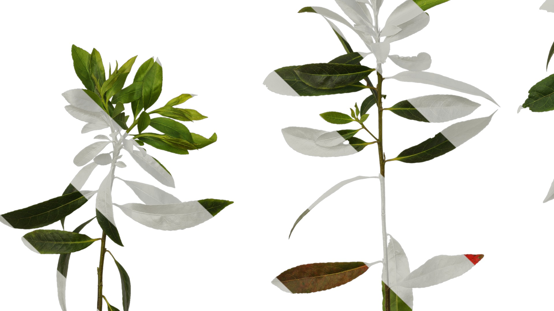 Anydrafts Elaeocarpus sylvestris Atlas 04 Texture_5