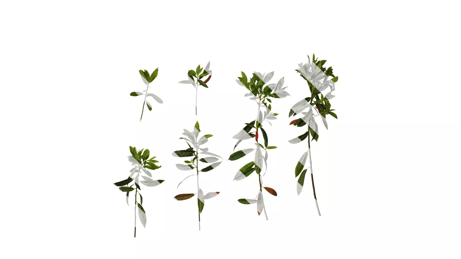 Anydrafts Elaeocarpus sylvestris Atlas 04 Texture_0