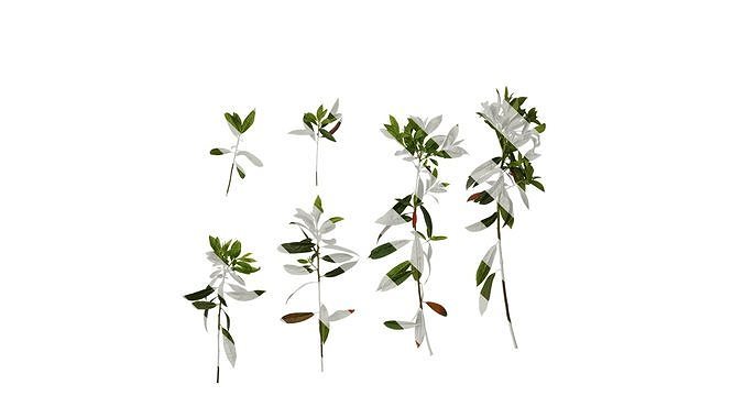 Anydrafts Elaeocarpus sylvestris Atlas 04 Texture