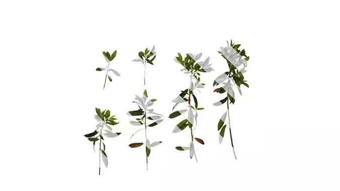 Anydrafts Elaeocarpus sylvestris Atlas 04