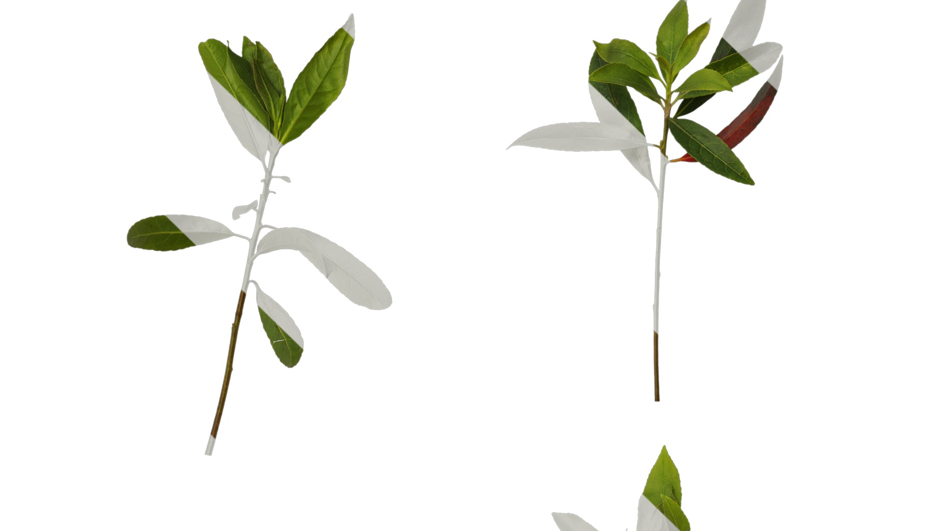 Anydrafts Elaeocarpus sylvestris Atlas 04 Texture_3