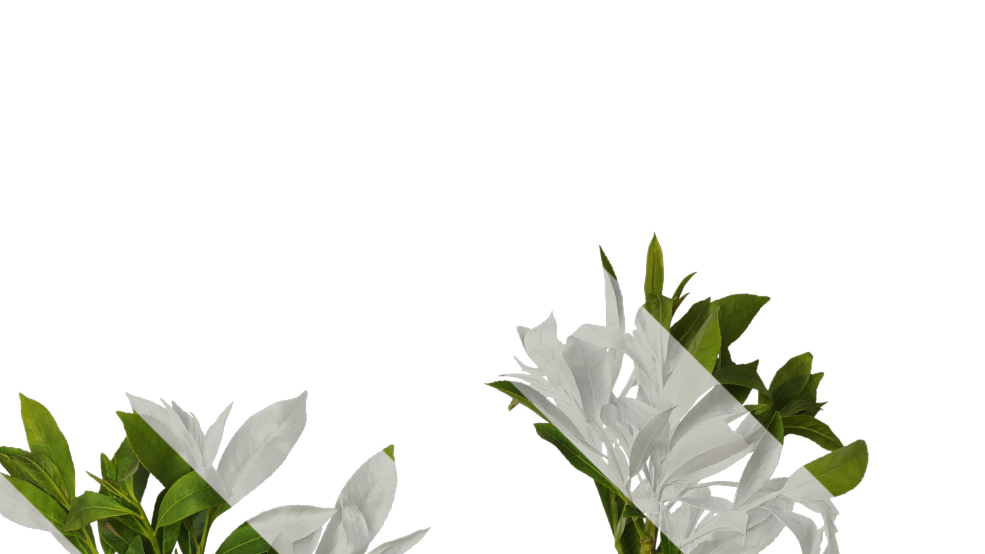 Anydrafts Elaeocarpus sylvestris Atlas 04 Texture_2