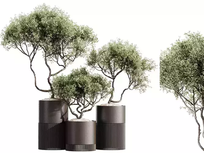 AV HousePlants Mission Kalamata Leccino Arbequina Olive Set03