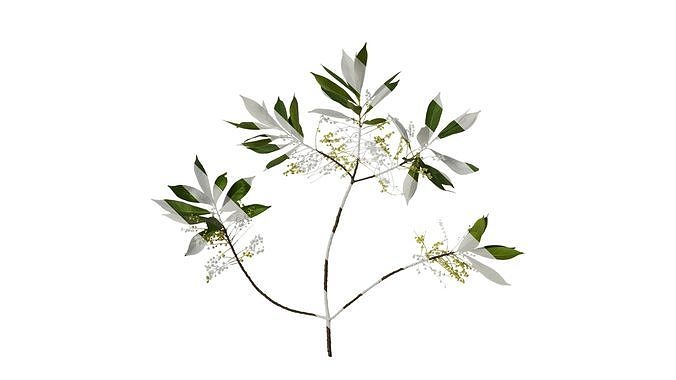Anydrafts Elaeocarpus sylvestris Atlas 05 Texture