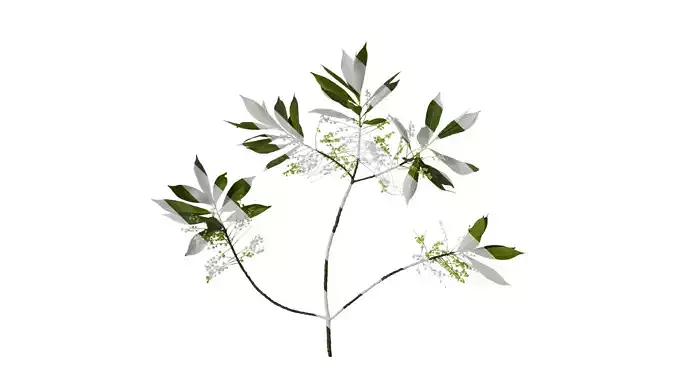 Anydrafts Elaeocarpus sylvestris Atlas 05