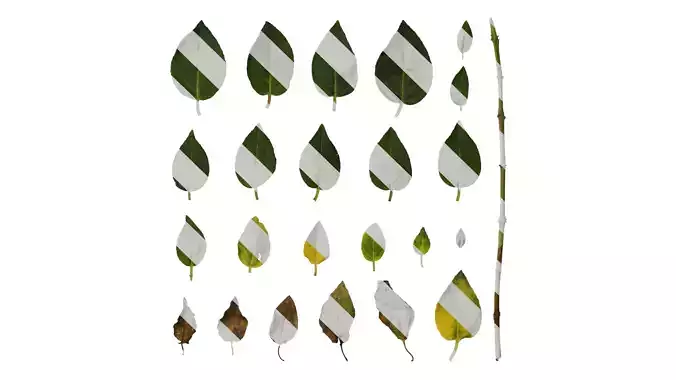 Anydrafts Fuchsia hybrida Leaf 03