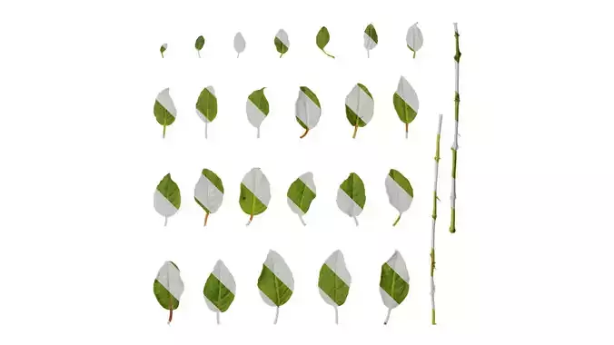 Anydrafts Fuchsia hybrida Leaf 04