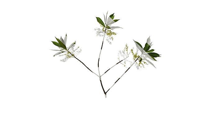Anydrafts Elaeocarpus sylvestris Atlas 06 Texture