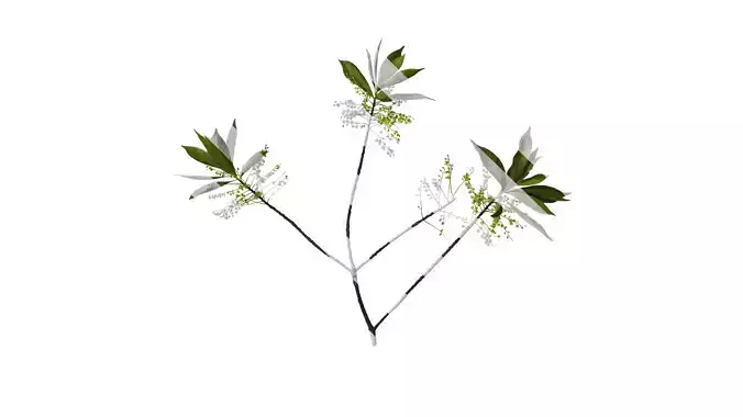 Anydrafts Elaeocarpus sylvestris Atlas 06