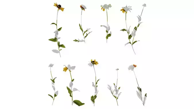 Anydrafts Gaillardia pulchella Atlas 03