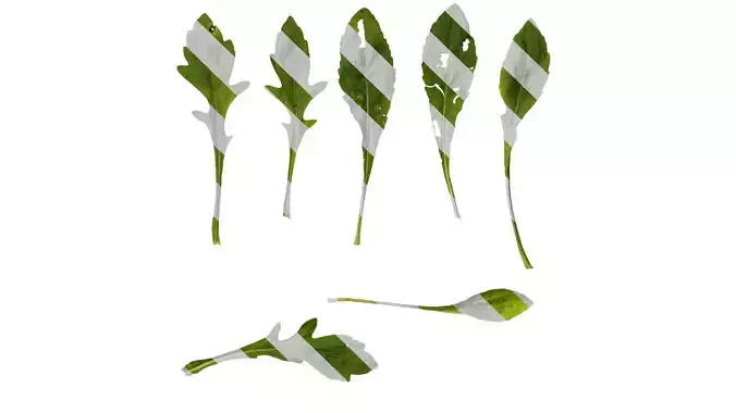 Anydrafts Gaillardia pulchella Atlas 04