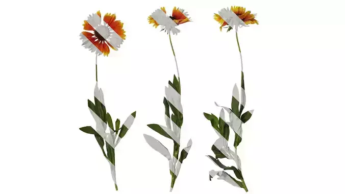 Anydrafts Gaillardia pulchella Atlas 05